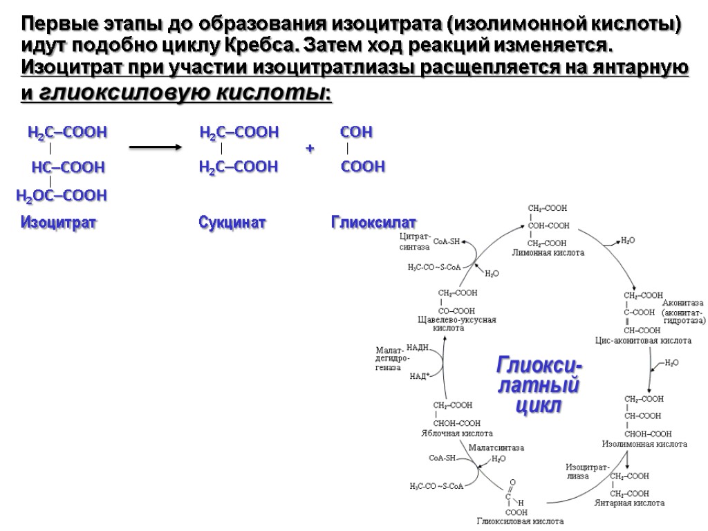 Глиокси- латный цикл Первые этапы до образования изоцитрата (изолимонной кислоты) идут подобно циклу Кребса.
